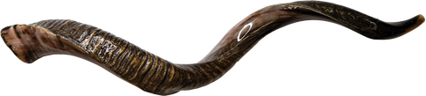 Jumbo Yemenite Shofar Half Polished