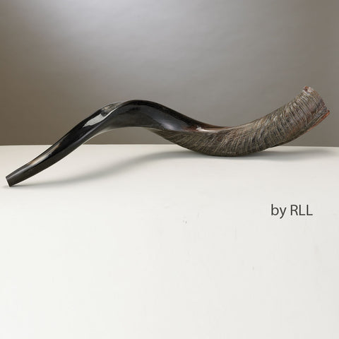 Medium Yemenite Half-Polished Shofar 32-35"