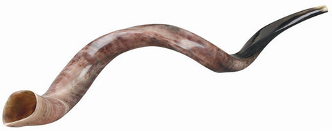 Yemenite Half Polished Shofar Small - 26-31 inches